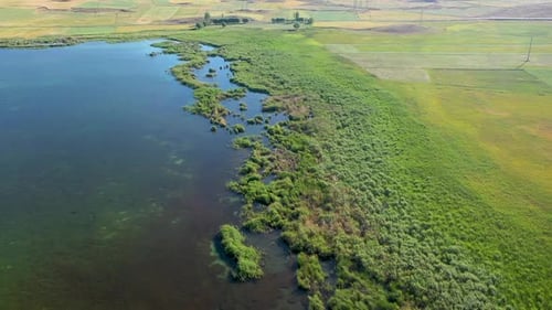 Vue aérienne de la rive du lac couverte de roseaux verts