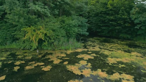 Lac envahi par la végétation près de la forêt