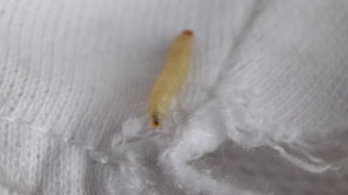 Moth Larva Creeping On White Knitted Cloth. closeup shot