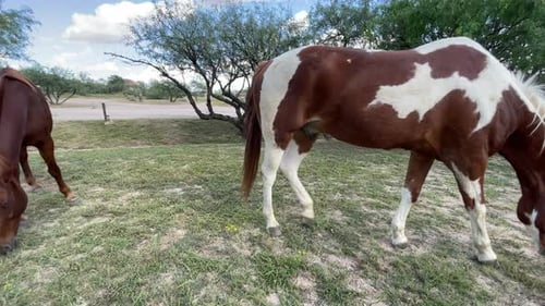 Horses Grazing Peacefully in Rural Green Pasture