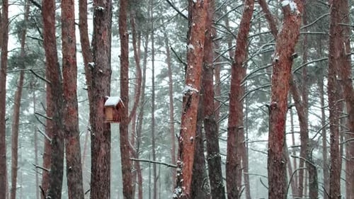 Winter scenery with snow falling on fir tree branch