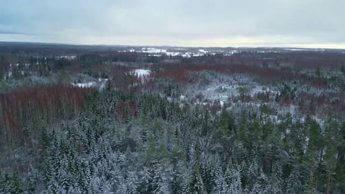 Vast evergreen forest woodland landscape with winter snow on trees.