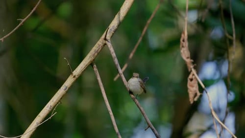 Bird Perched on Branch in Lush Forest Setting