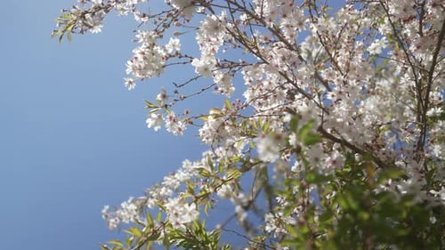 Wilde Pflaumenbaumblüte, die im Frühjahr auf hellblauem Grund zu voller Blüte blüht, mit stabilisierter