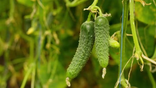 Fragrant Cucumbers Ripen on Tied Branches in a Greenhouse