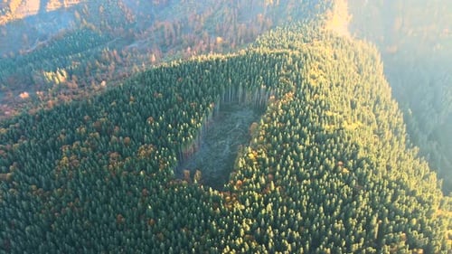 Luftbild dunkler Berghügel, die durch abgeholzte Waldkiefern mit kahlen Stellen bedeckt sind