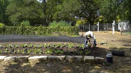 A farmer is seen planting vegetable plants in a garden.