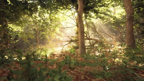 Sunlight Filtering Through Trees in a Lush Forest During Early Morning Hours