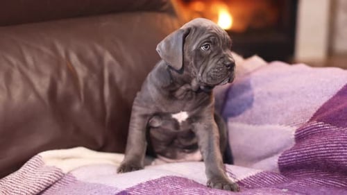 Adorable Cane Corso puppy sitting on purple blanket