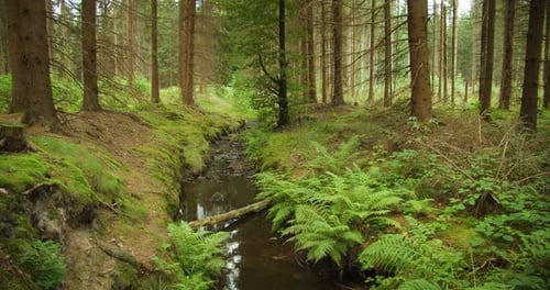The gentle flow of a forest stream surrounded by ferns and mossy banks in a serene Austrian forest,