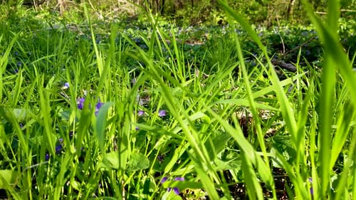 Frühlingslilafarbene Wildblumen und Gras im Sonnenlicht, Dolly