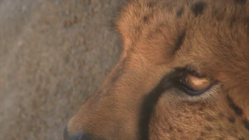 Intense and Powerful: A Close-Up Shot of a Tiger's Eyes in Action 4K