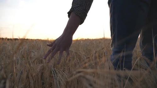 Male Arm of Agronomist Moves Over Ripe Wheat Growing on the Meadow Young Farmer Walks Through the
