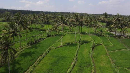 Aerial view of rice terraces and palms, Indonesia.