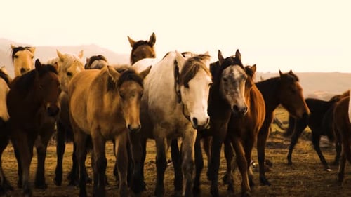 Herd of Horses Standing in Golden Light