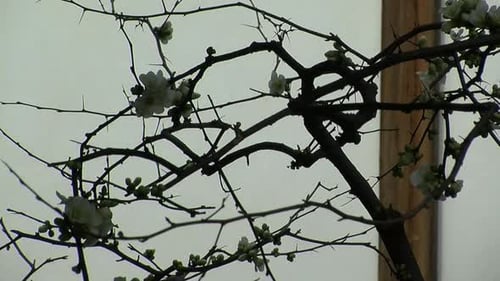 Plum tree branches and blossoms pruned in the traditional Japanese way known as niwaki.