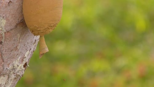 Mud Dauber Wasp Nest on Tree Trunk