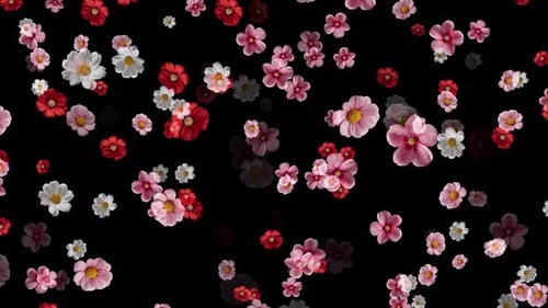 Flower Falling On Alpha Channel Background, Red, White And Pink Flower Falling Animation On Black Bg