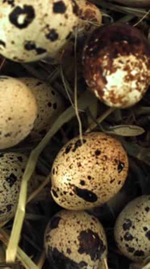 Quail Eggs Fall on Hay Filmed on a Highspeed Camera at 1000 Fps