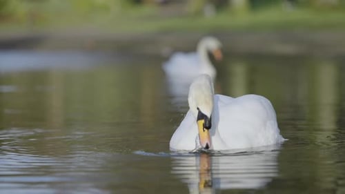 Swan Gliding and Foraging in Serene Park Pond