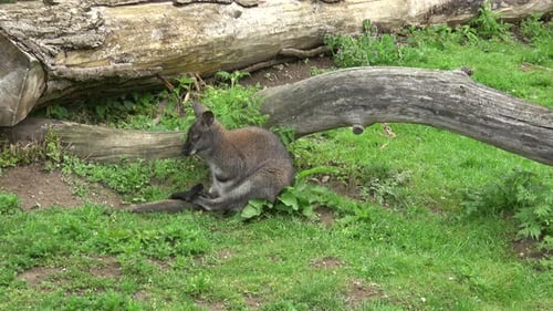 Känguru sitzt im Gras und ruht sich aus