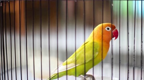 Black-winged Lovebird or Abyssinian Lovebird in a cage. Agapornis taranta