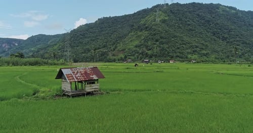 Aerial view of a hut in a green rice field with a hill in the background