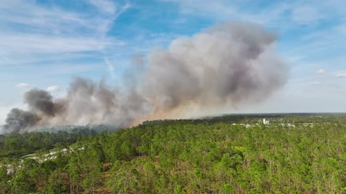 Dangerous Wildfire Burning Severely in Florida Jungle Woods