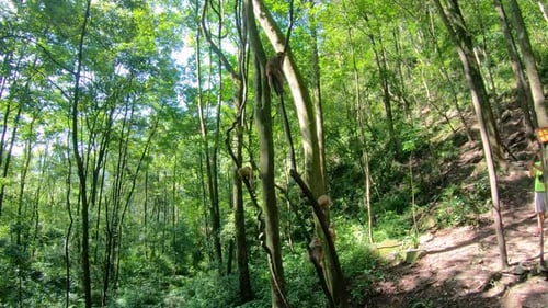 Pack of wild monkeys climbing trees in a tropical forest, Ten Mile Gallery Monkey Forest, Zhangjiaj