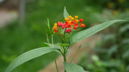 A close up of a red and yellow flower