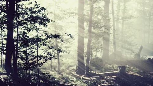 Paysage magique de forêt d'automne sombre avec des rayons de lumière chaude