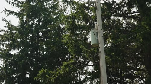 Power pole transformer box and line, wind blowing in pine trees behind