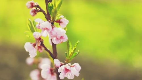 Pink Flowers Blooming on Branch in Springtime