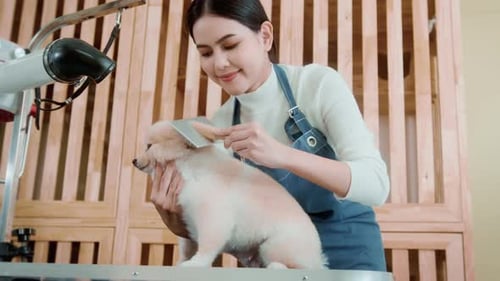 Woman Groomer Brushing a Pomeranian Dog at Pet Salon