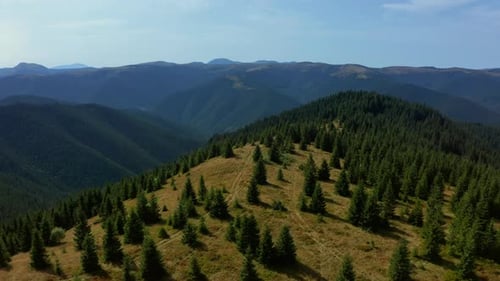 Sonniges Hügel-Bäume-Panorama mit herrlichen Fichten, in denen ein wunderschöner wolkenloser Himmel wächst.
Morgen