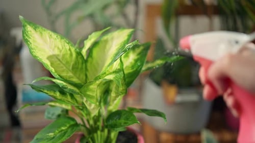 Personne arrosant le feuillage vert d'une fleur