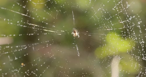 Raindrops on the spider web. Cobwebs in small drops of rain.