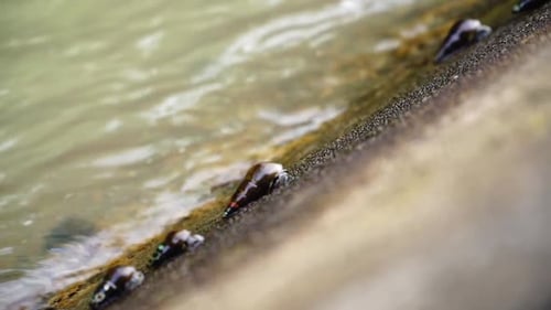 Slow motion video of river snails on the river wall. The snails are clinging and moving on it - Subu