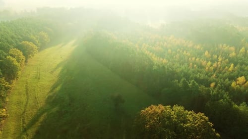Amazing Meadow And Tree Tops In Morning Fog