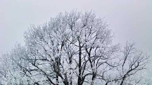 Luftaufnahme eines frost- oder schneebedeckten Baumes mit einer Winterlandschaft. Nahaufnahme.
