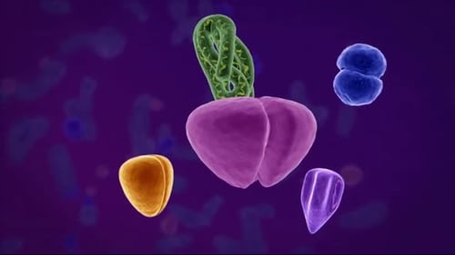 3D Animated Microscopic Cellular Interaction