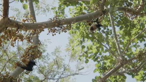 dos murciélagos colgados de una higuera y comiendo juntos, tiro lento y ancho