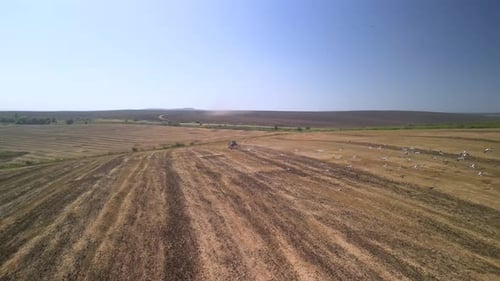 Tractor working on the field doing tillage with cultivator