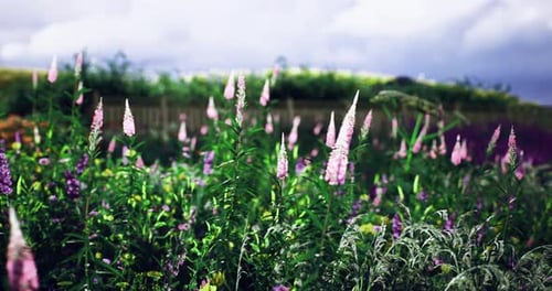 Vibrant Flowers Bloom in a Lush Garden Under a Cloudy Sky