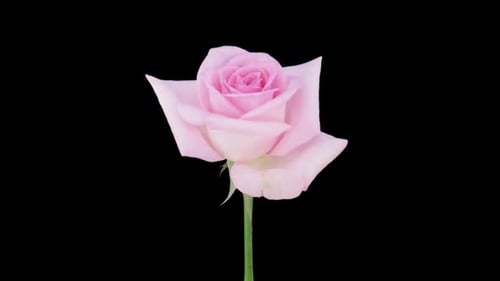 Pink Rose Blooming Time Lapse on Black Background