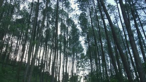 Volez sous les grands arbres qui dominent le milieu de la forêt. Vue aérienne des pins de la forêt.