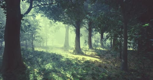 Misty Forest with Sunlight Filtering Through Tall Trees in a Tranquil Setting