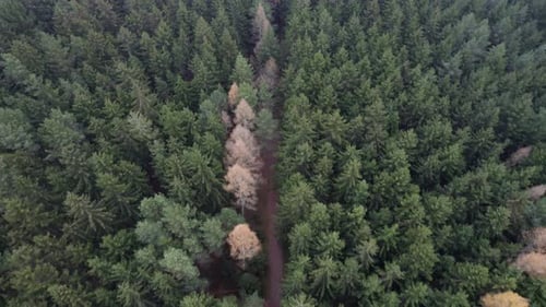 Moving forward over a path leading through an autumn, colorful coniferous forest