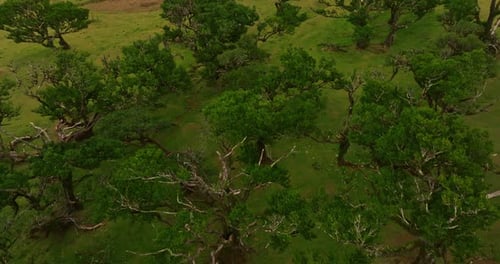 Aerial View of Amazing Mystical Forest Fanal In Madeira Island Portugal