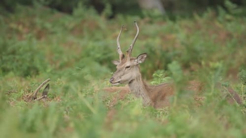 Red Deer in the Wild Lying in Tall Colourful Green Grass Flapping Ears, Large Male Deer Eating and C
